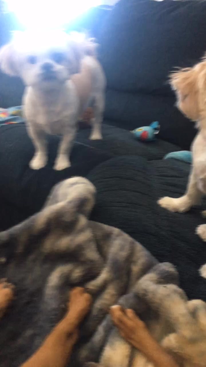 @Dobey-floofy