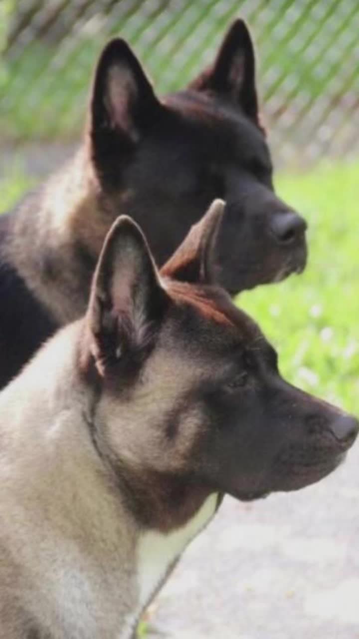 @🐾 PROPAWS 🐾