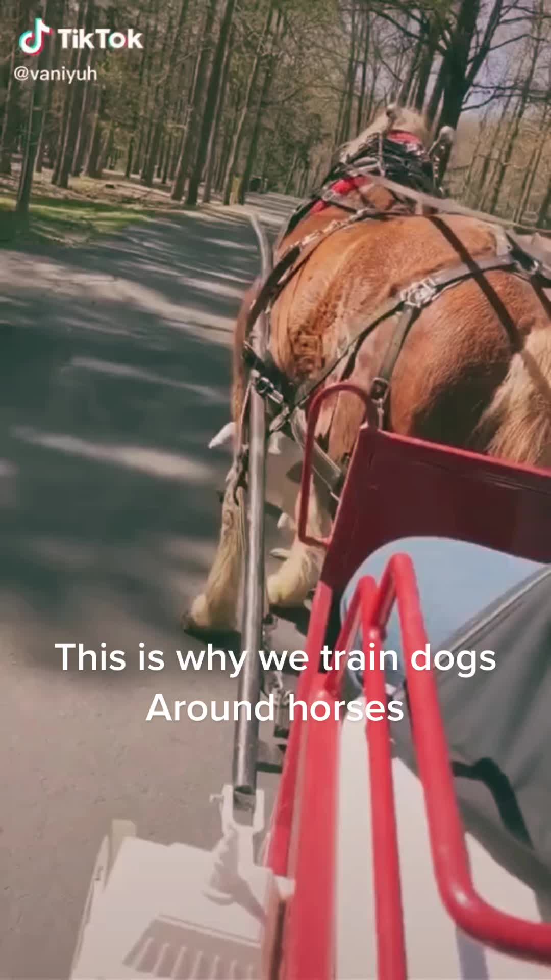 @equinoxk9connections