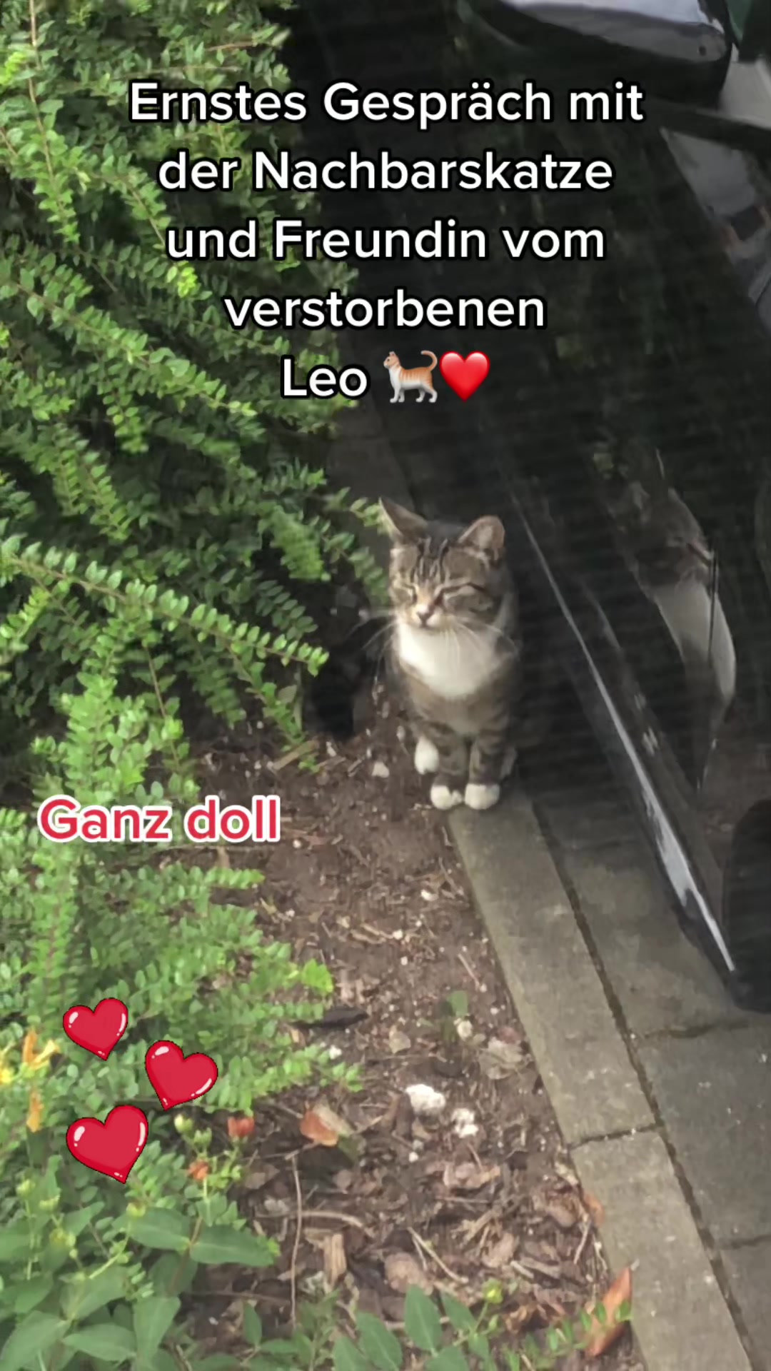 @Tina🙋🏼♀️Shiva🐈⬛❤️Mou🐈