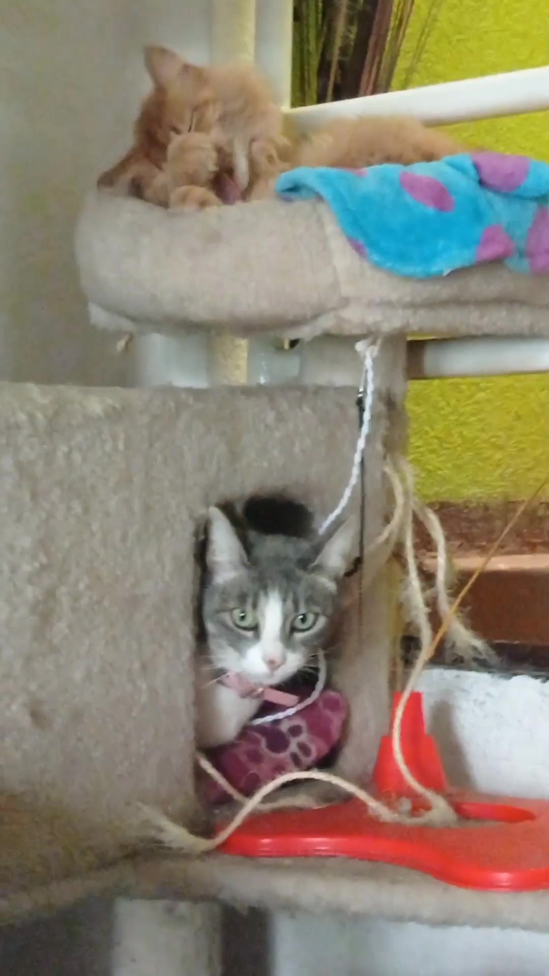 @CutiesCat House