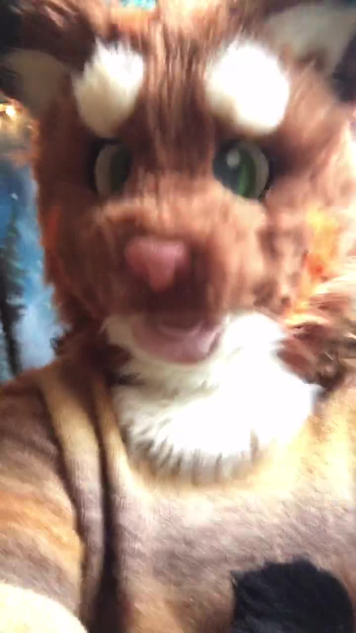 @Twix the Cat