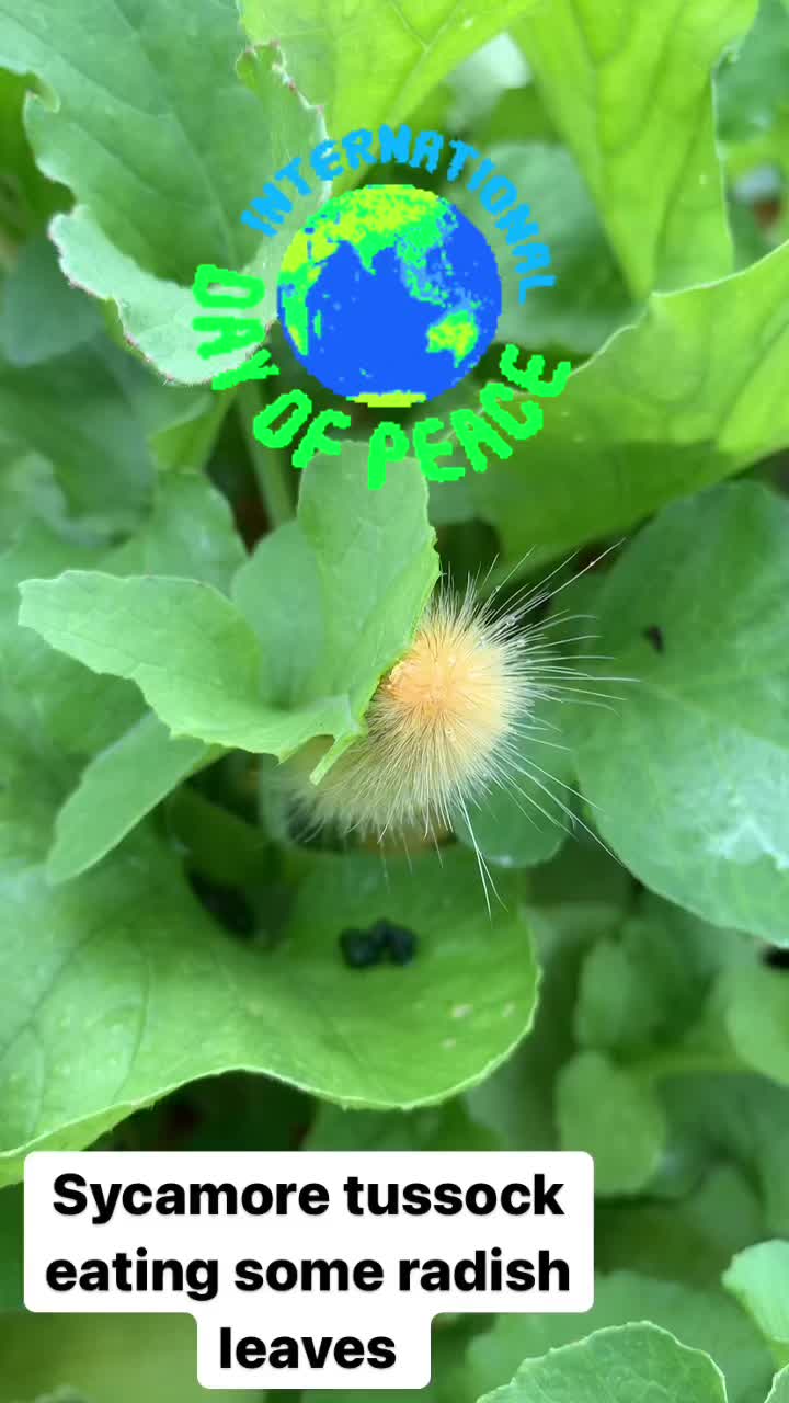 @Plantaesisage