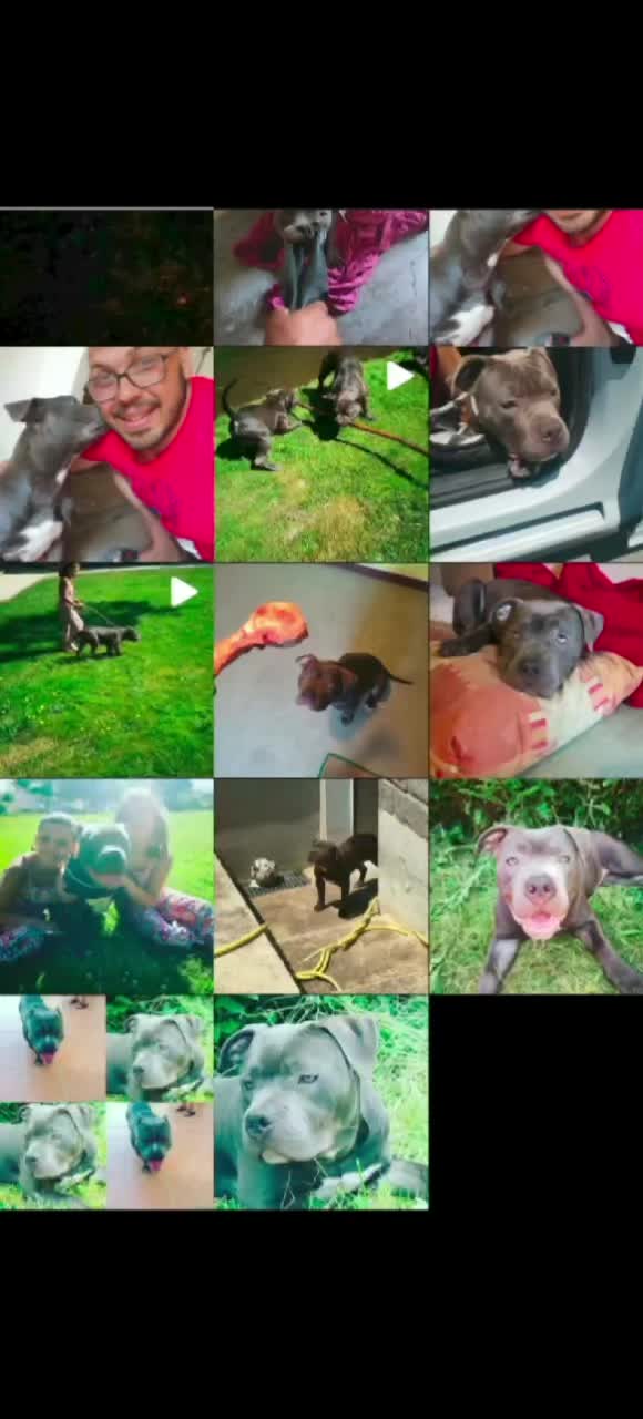 @GordiTheBully
