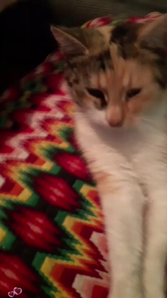 @tik tok channel
