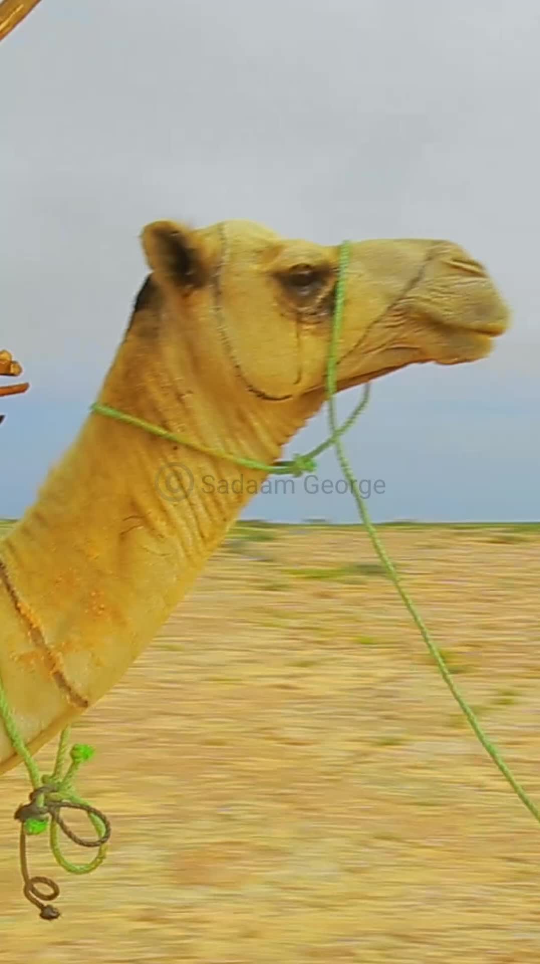 @S a d a a m G e o r g e