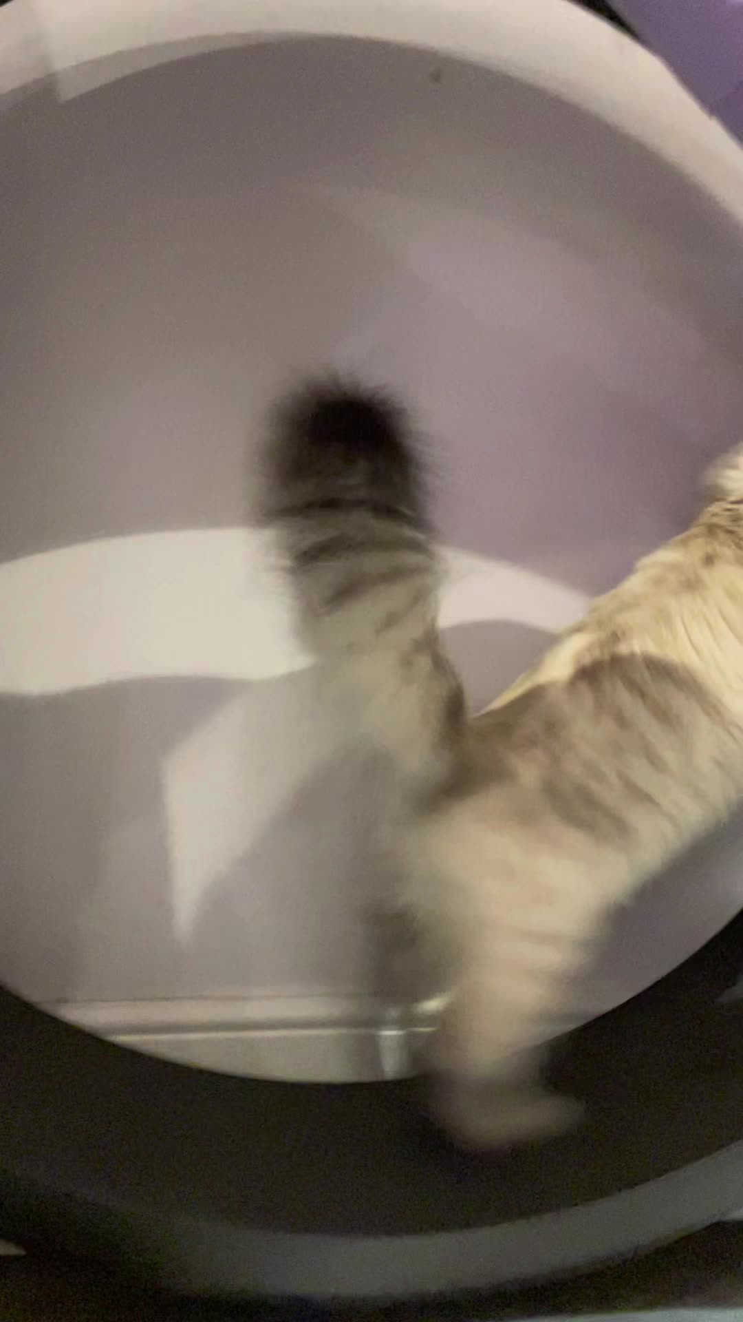@SiberianRiver Cattery Uk