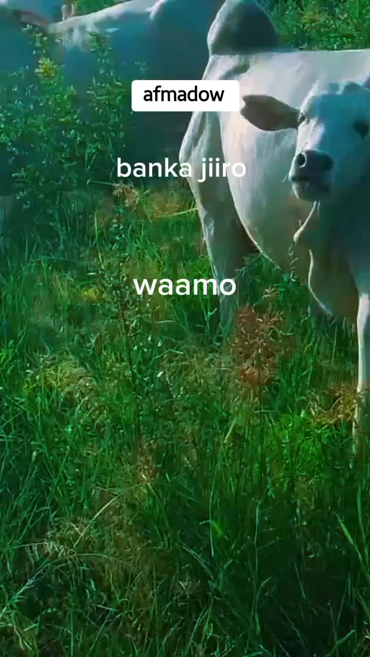 @amiinbadhadhe🇸🇴