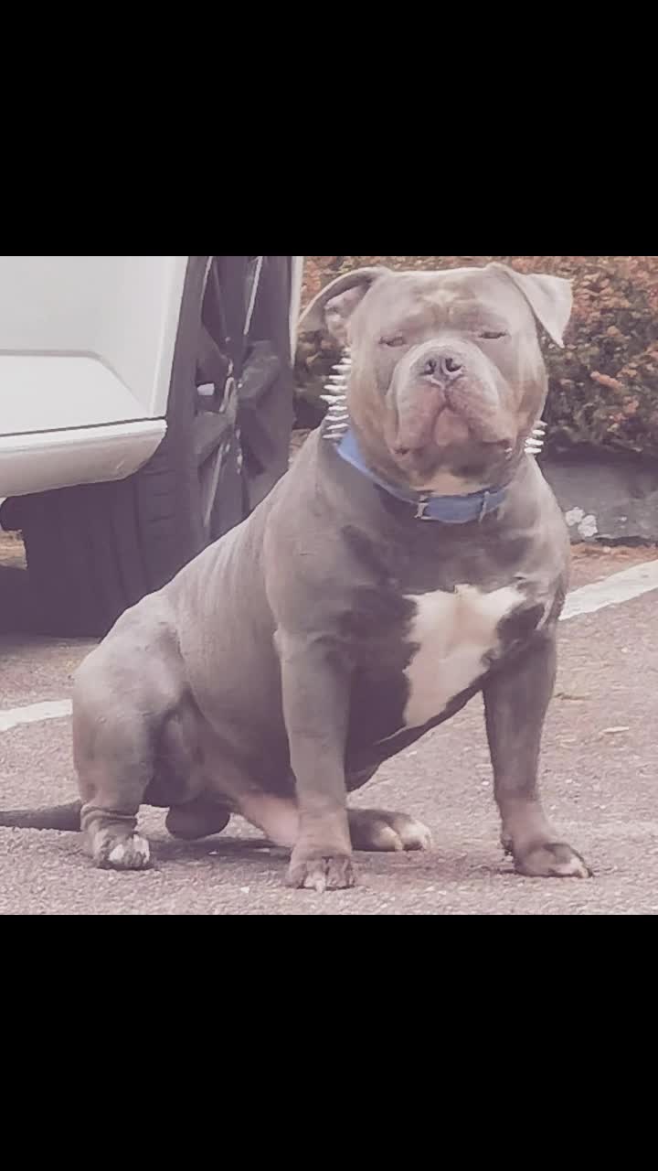@GordiTheBully