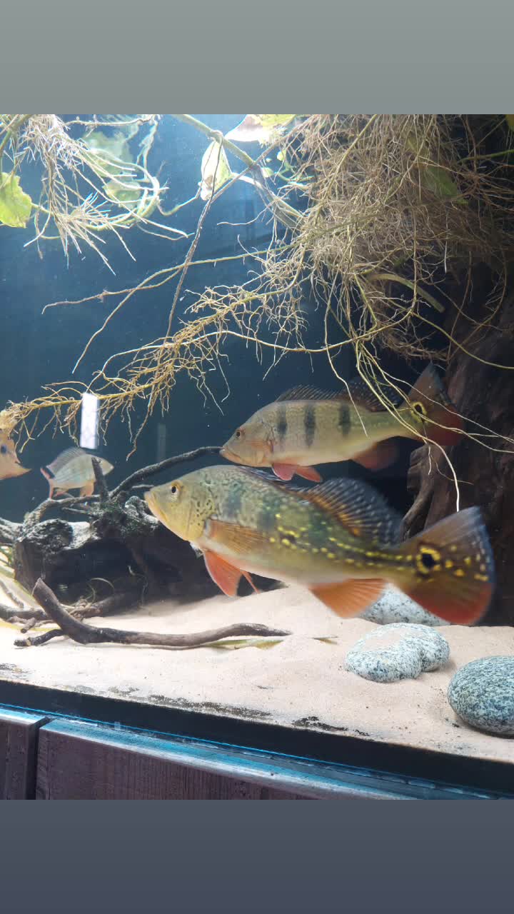 @South american cichlid