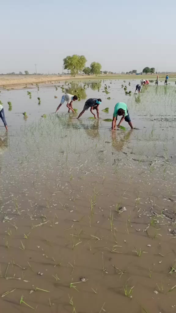 @balkaran chohan