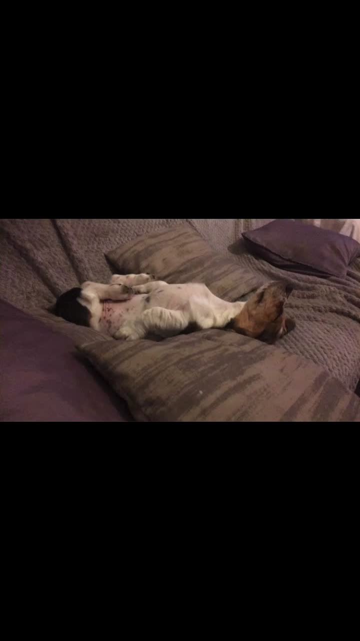 @Olaf le basset hound 🐾