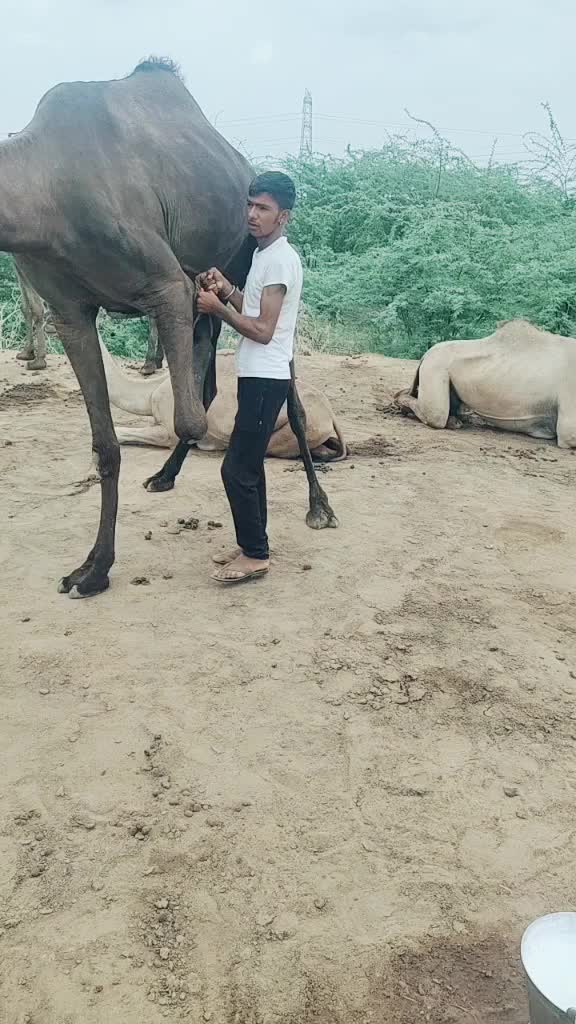 @अरविंद राम देवासी