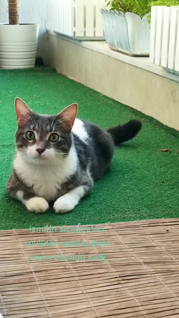 @Elif Enise Alançay