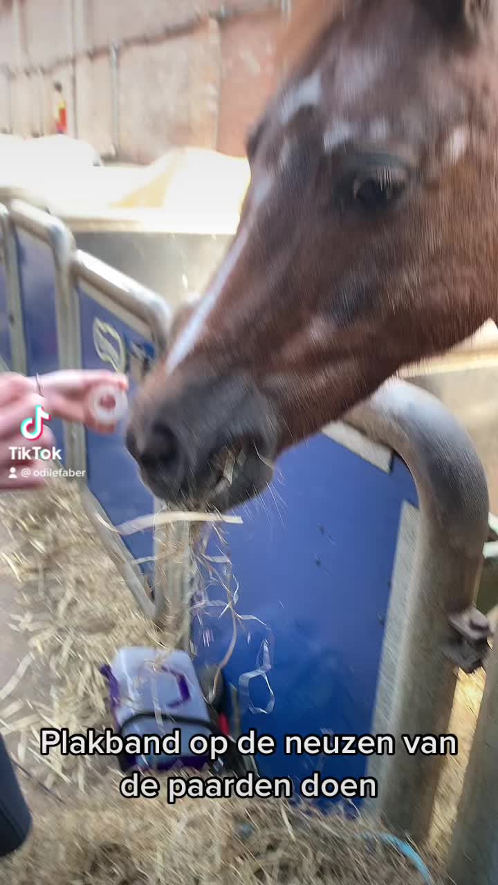 @De Hilversumse ponyclub