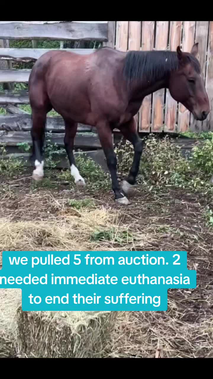 @Horse Heroes Alberta