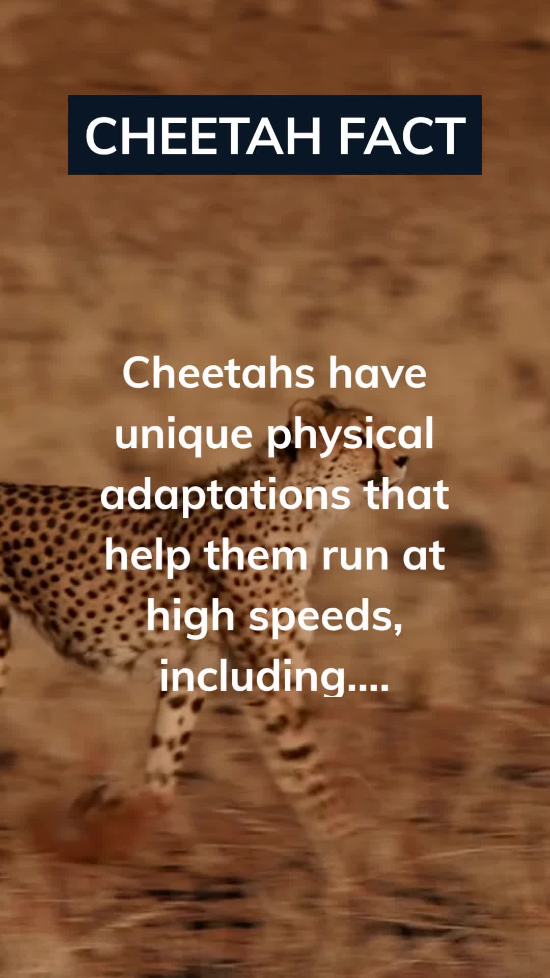 @Amusing Animal Facts