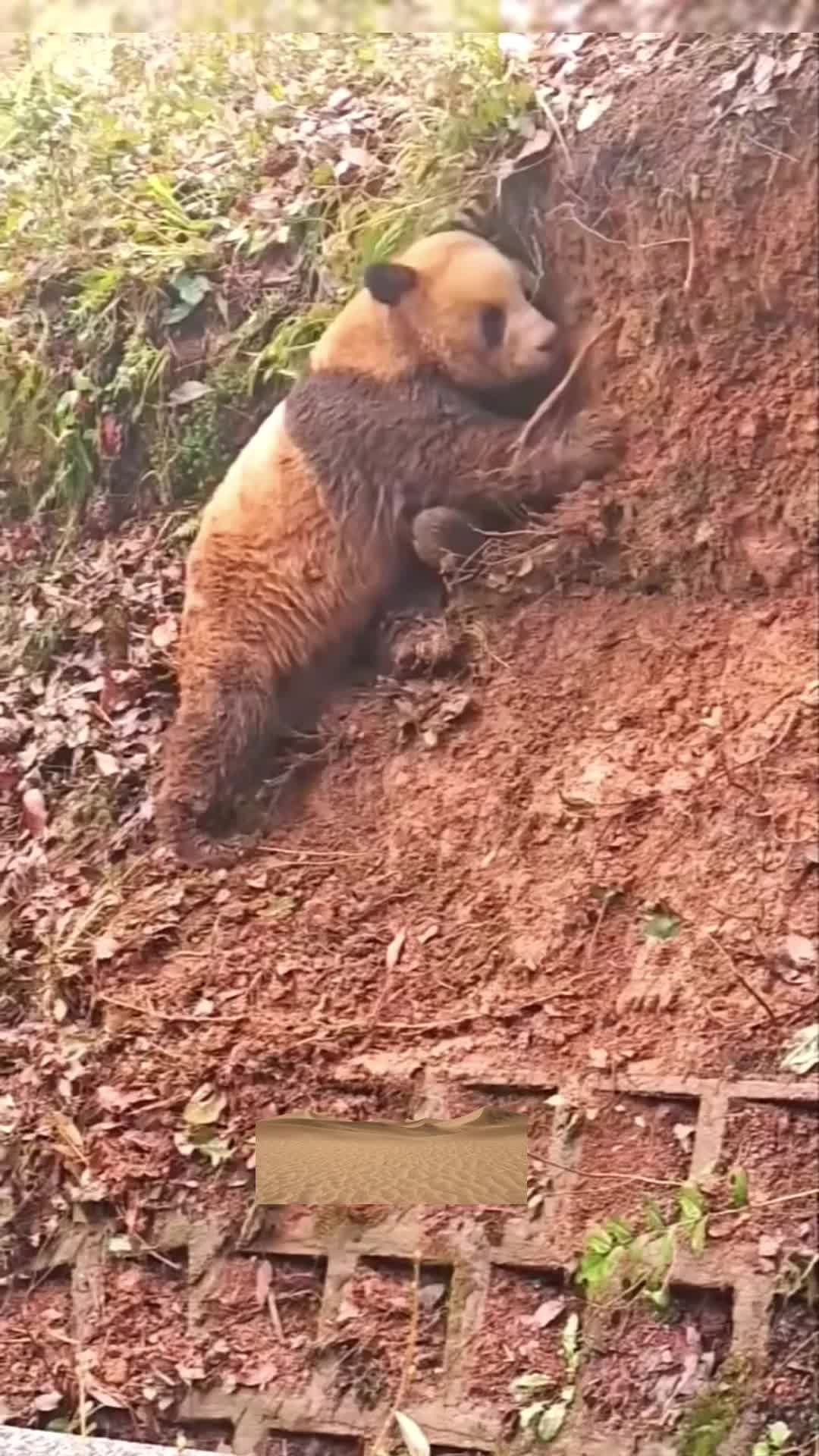 @meowhhcdntb