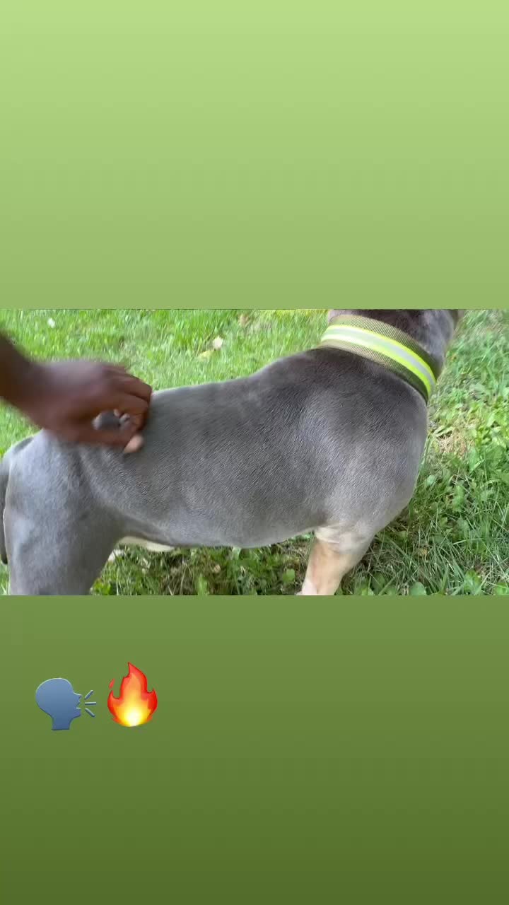 @D3 tri State kennel