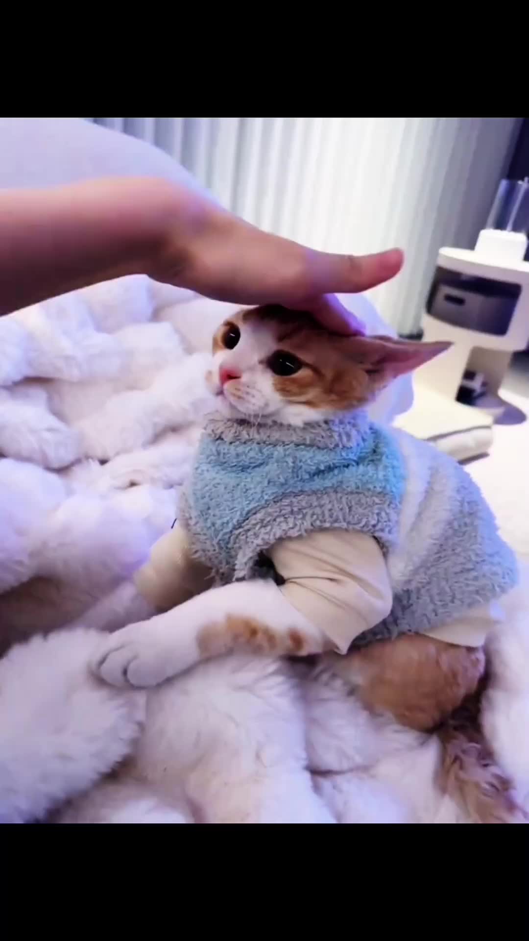 @Mr.Cat