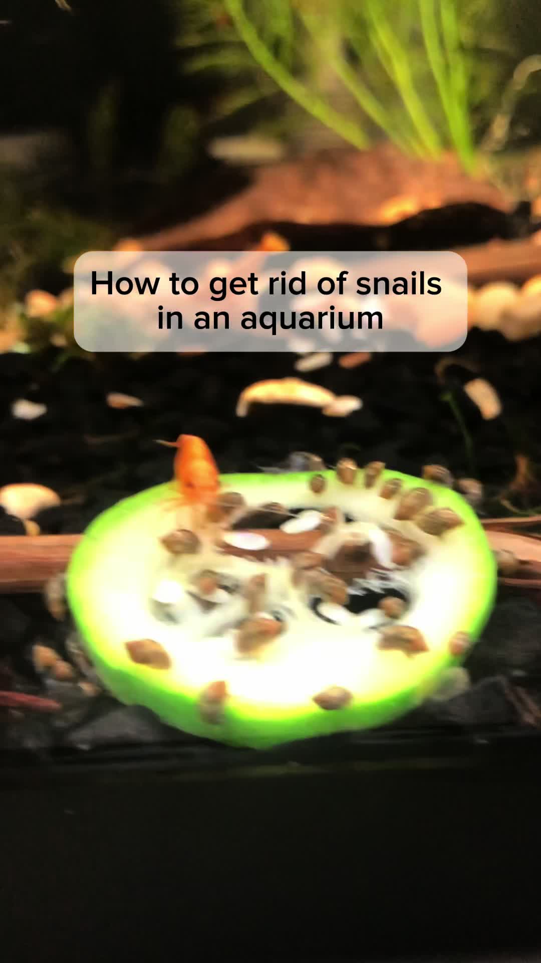 @AquahavenChicago