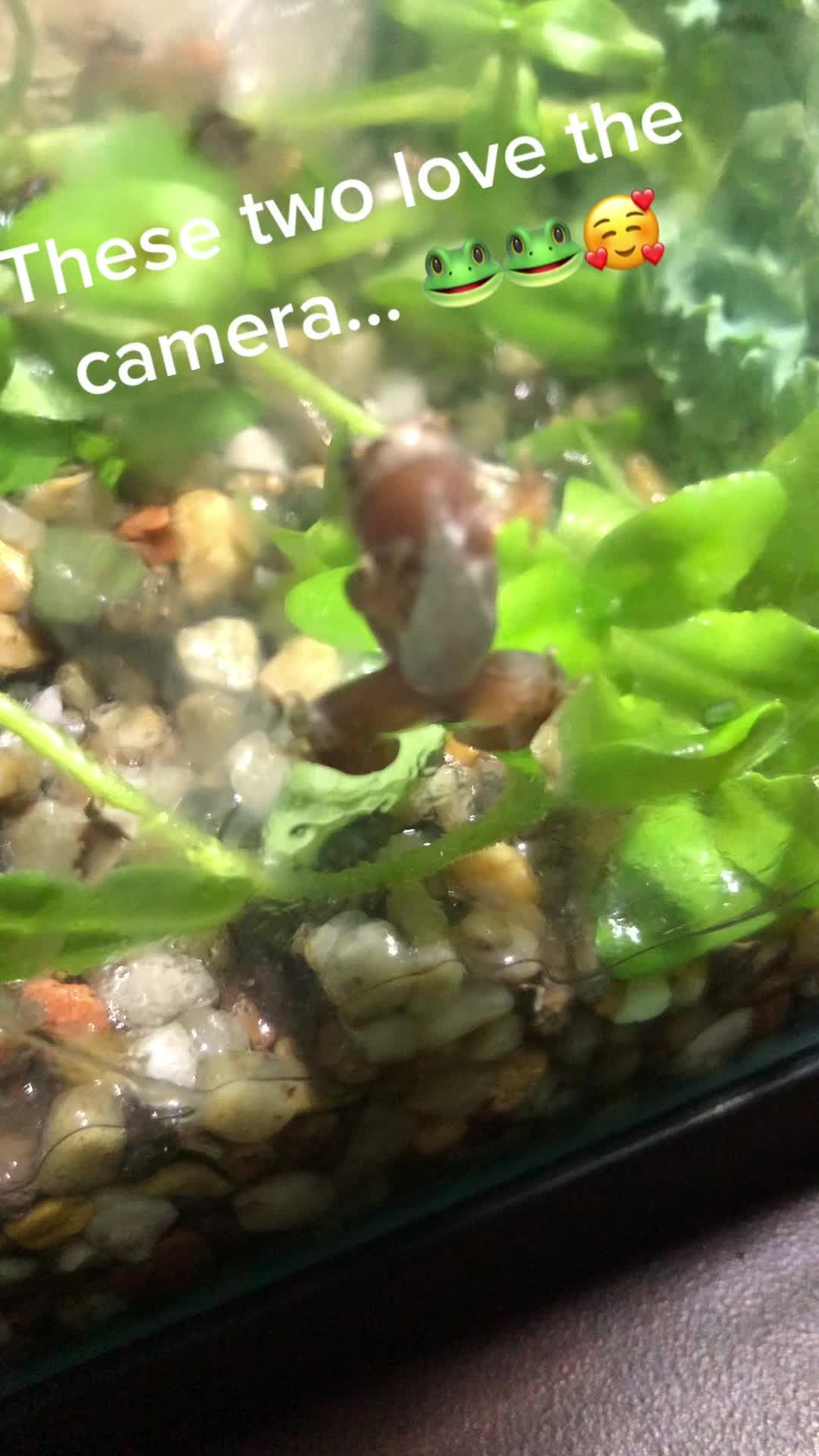 @Life With Tadpoles