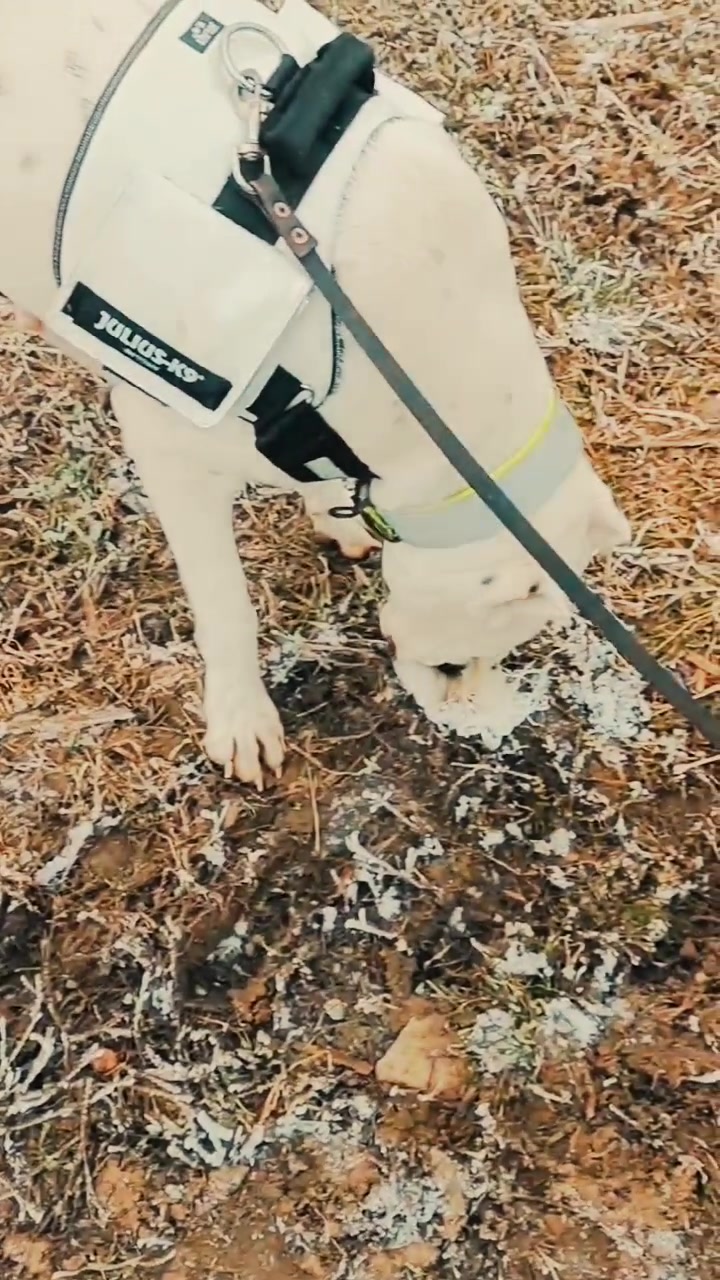 @HeraTheDogo