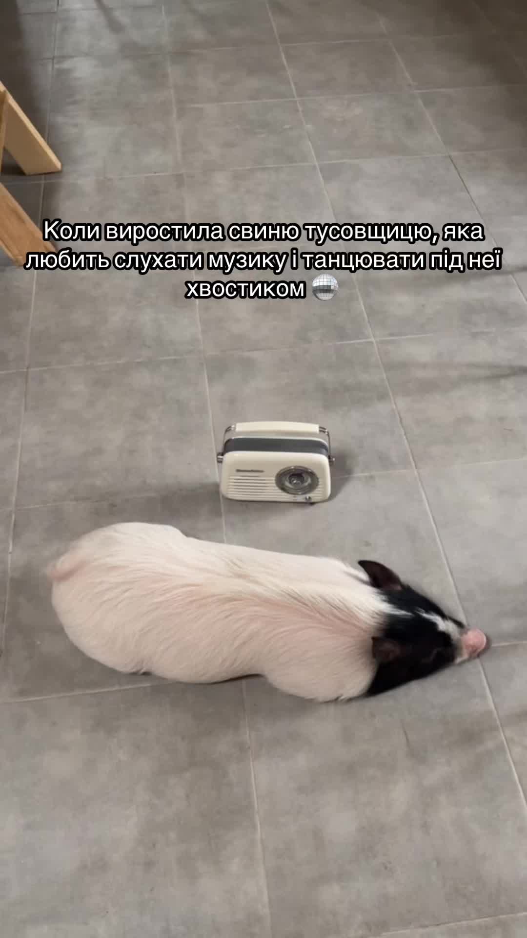@Olivka pig