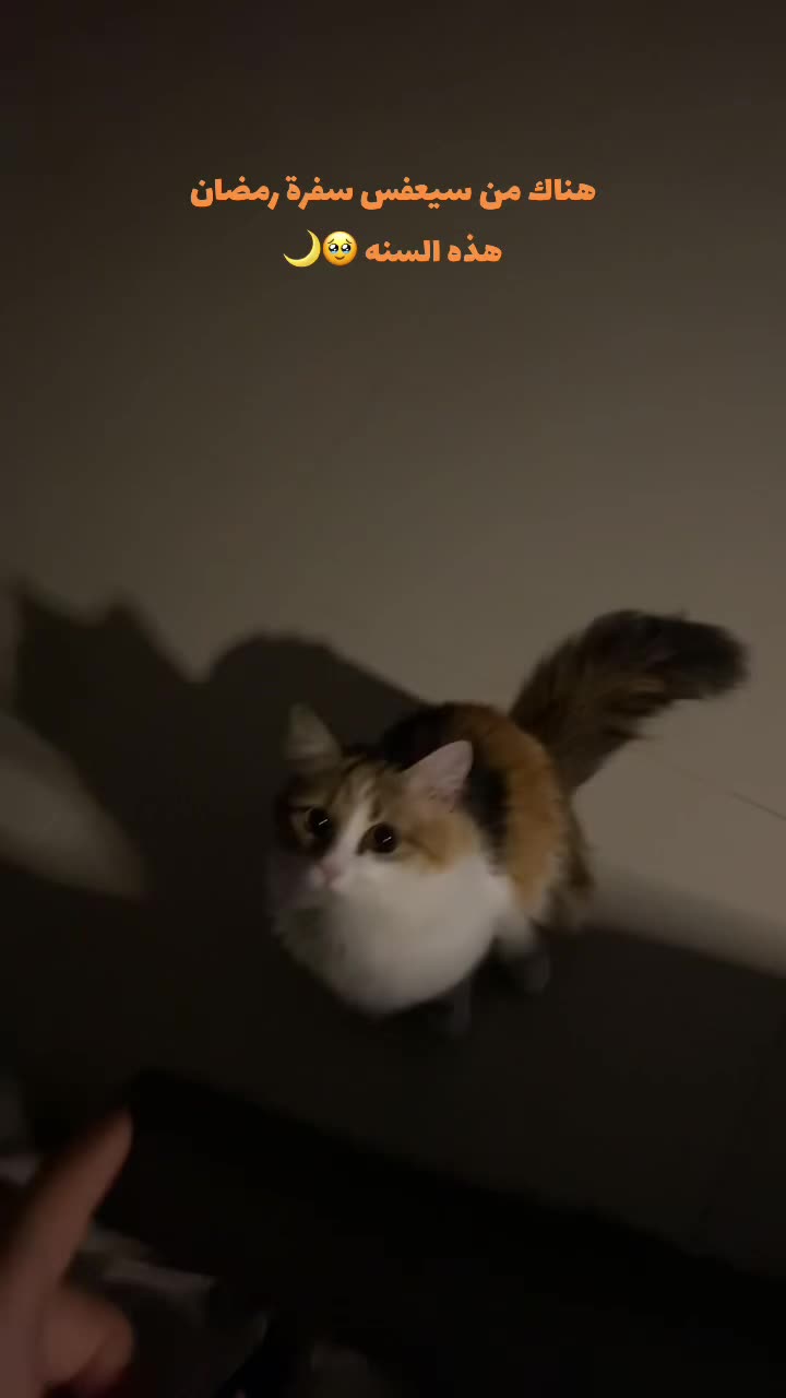 @Yunameow7