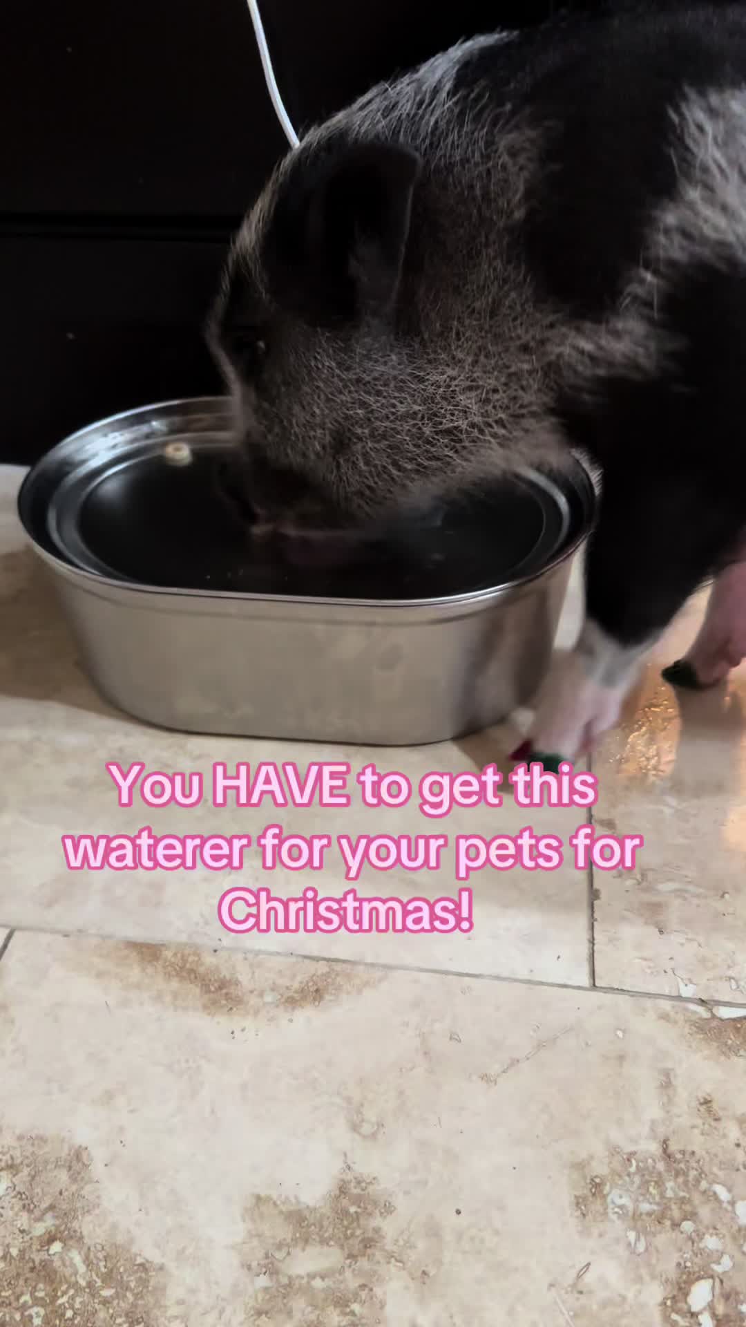 @LuLu The Pixie Pig