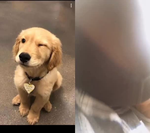 @jesuisunchienlol