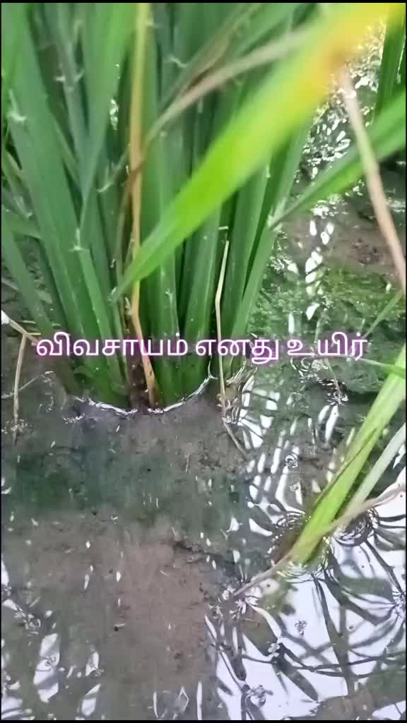 @பூபதிவிவசாயி D.EEE