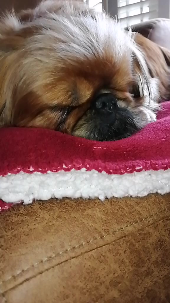 @Dieren lovers 💞