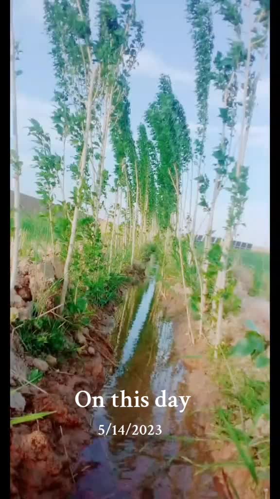 @محمدعمرساحل زانکی 1