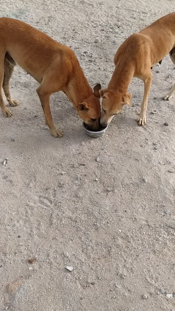 @Akash Tanwar