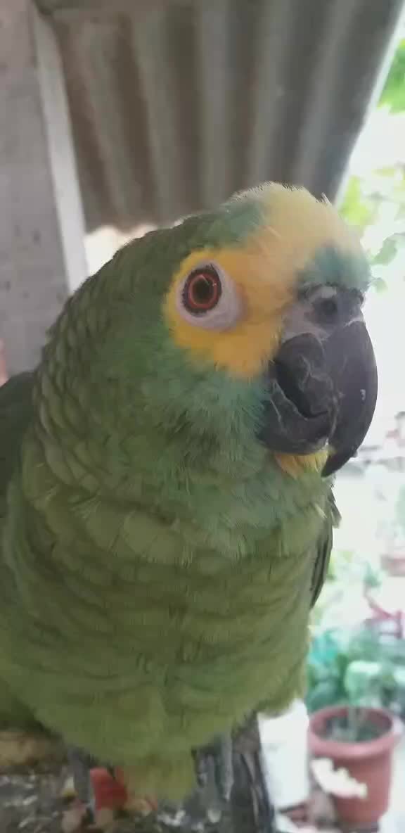 @Papagaio Chico🌽🦜