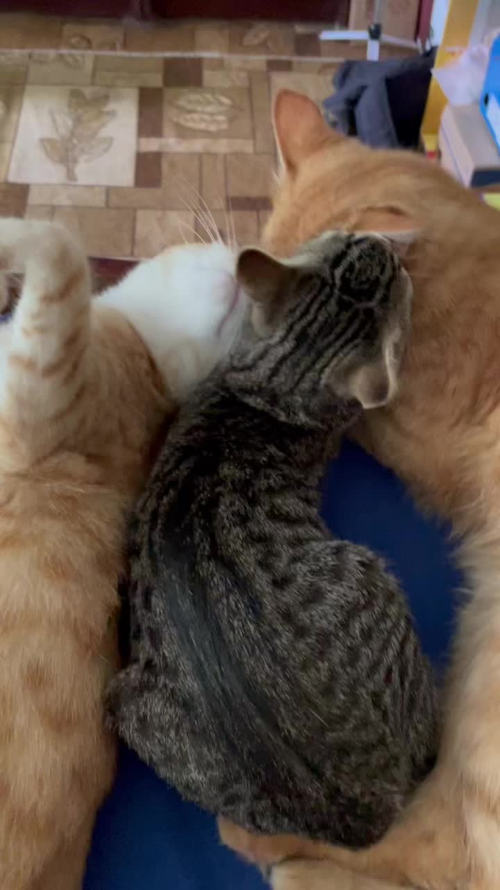 @usermeow