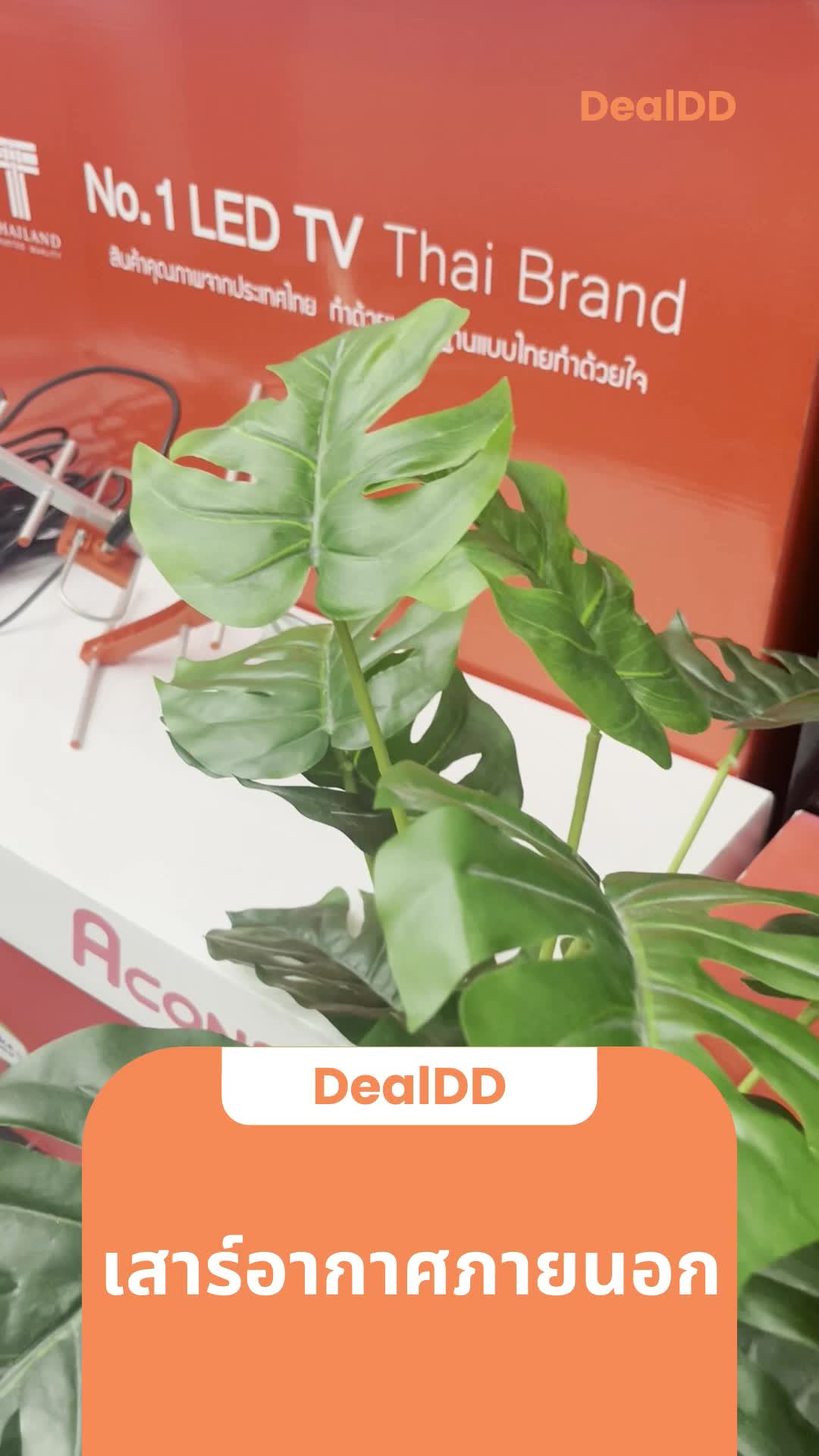 @DealDD.Shop