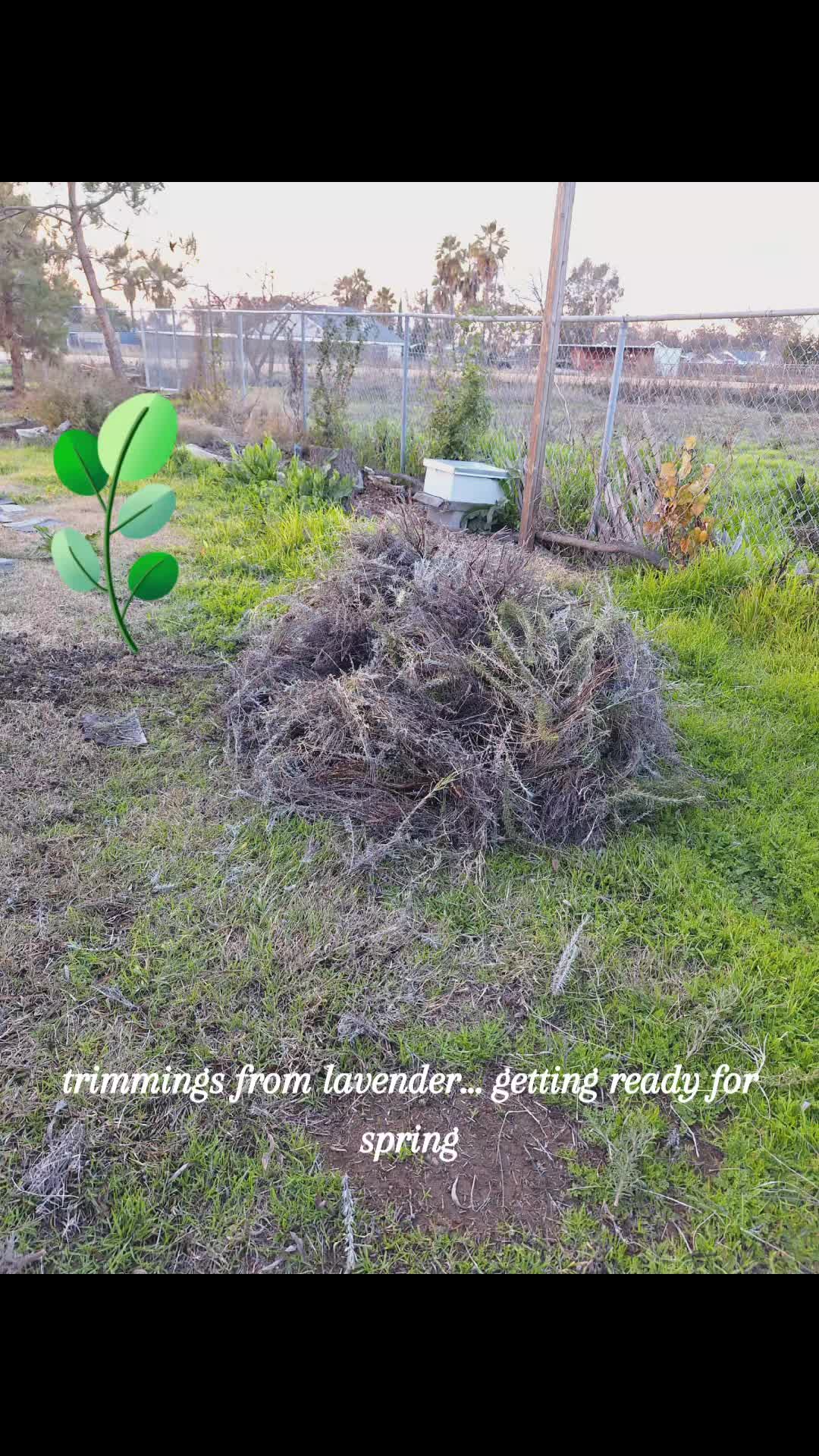 @lavenderfarmer19