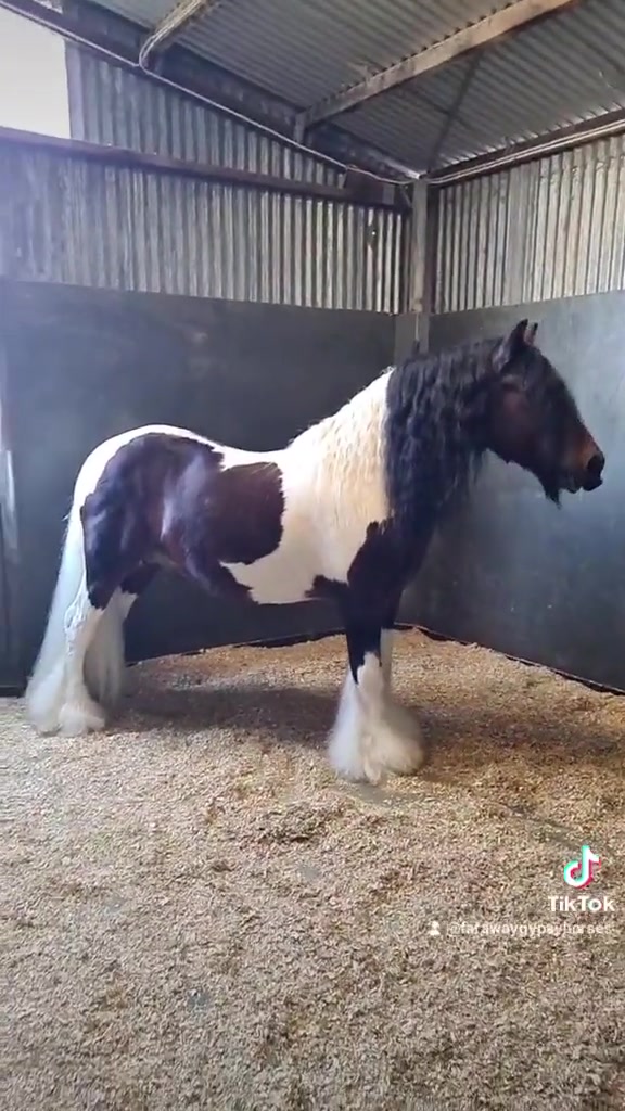 @Faraway Gypsy Horse Stud