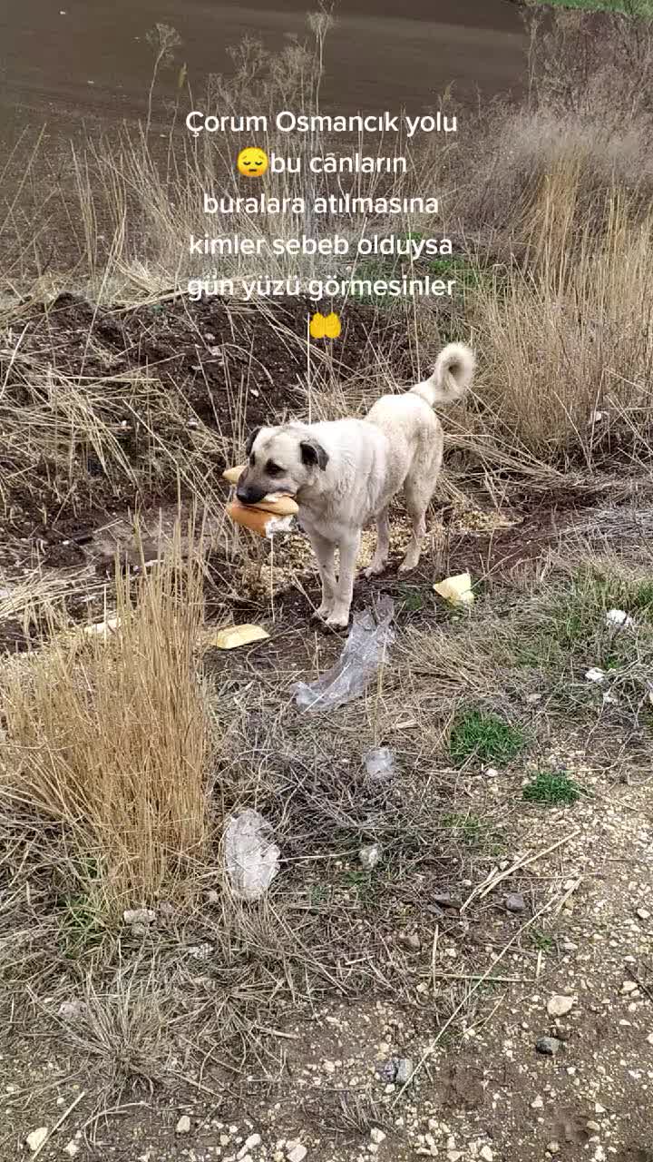@UMUT BEKLEYEN PATİLER, 🐶💕🐱?