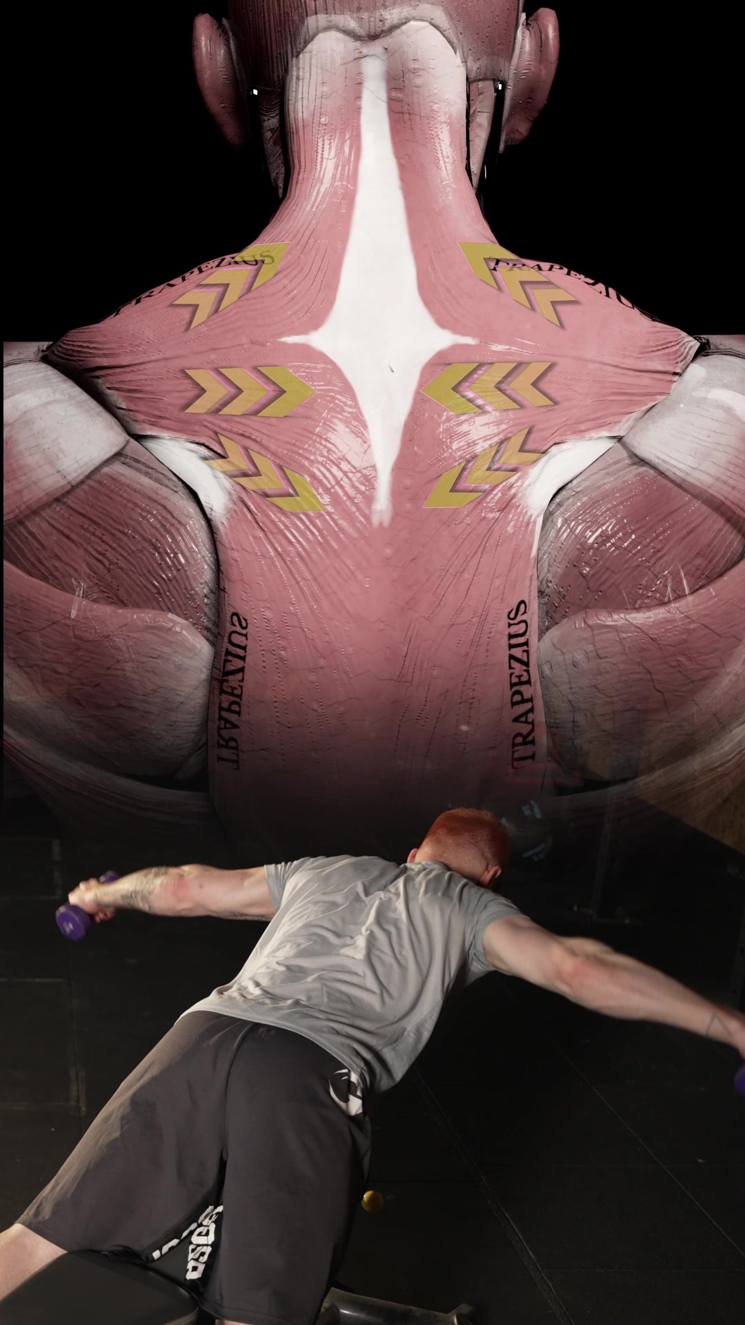 @Muscle & Motion