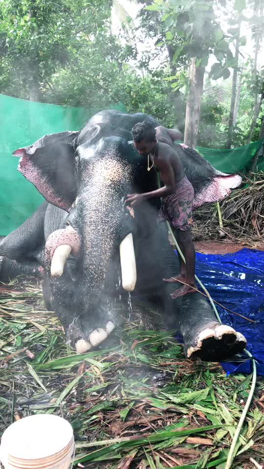 @veenapillai997