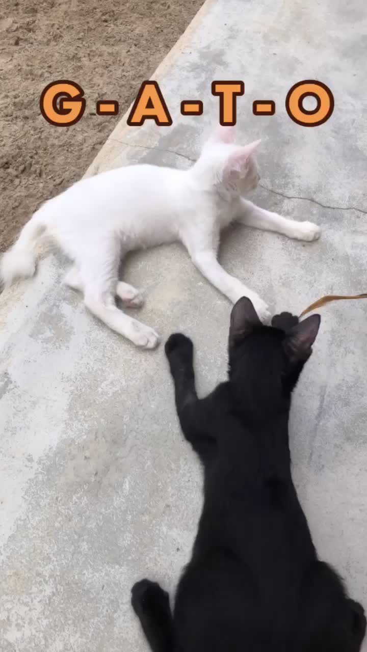 @🐱Cats🐱