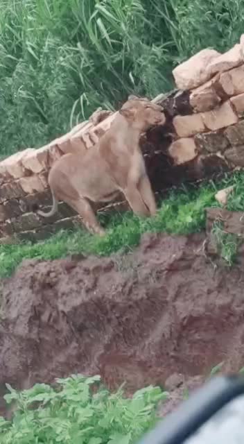@ગાંડી ગીર નો હાવજ