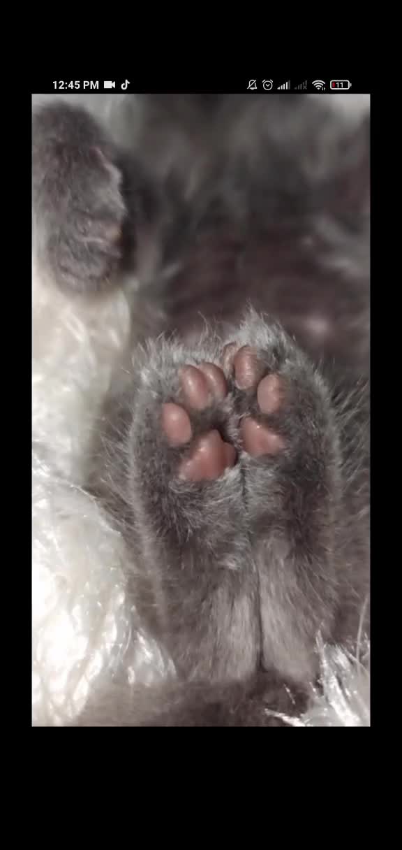 @Gato Orión