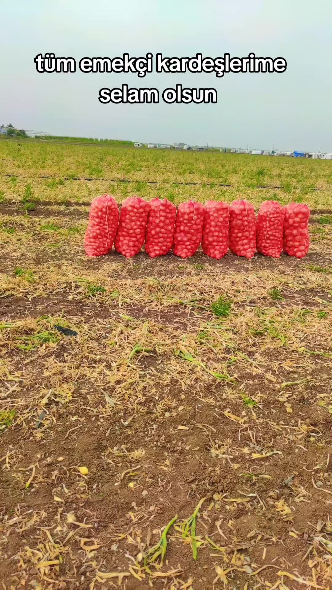 @Güla kerejdağe