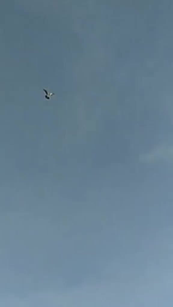 @❤ 🥀GILL JERRY 🥀❤