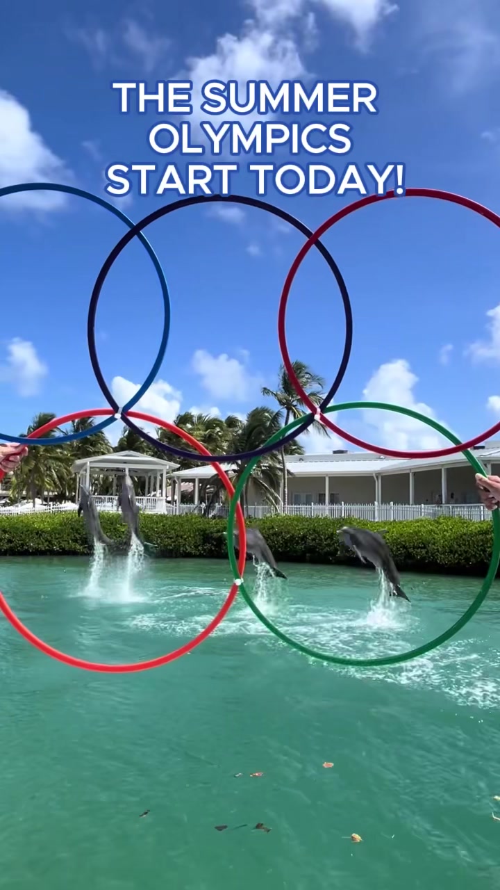 @dolphinconnection