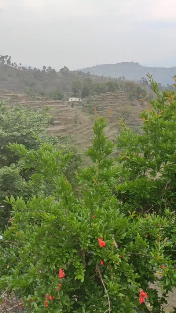 @Manish Joshi पहाड़ी